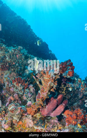 Coral reef scena con Moorish Idols, Zanclus cornutus, Ambon, Maluku, Indonesia, Pacific Foto Stock