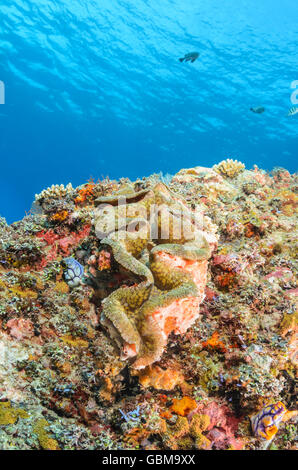 Vongola gigante, Tridacna gigas, Ambon, Maluku, Indonesia, Pacific Foto Stock