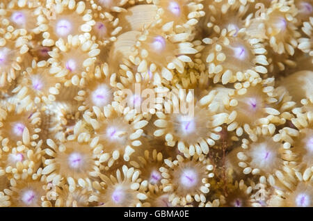 Vaso di fiori di corallo, Goniopora sp., Ambon, Maluku, Indonesia, Pacific Foto Stock