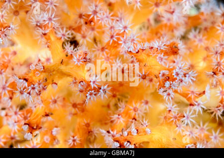 Ventilatore di mare o di gorgonie e coralli Acalcigorgia sp., con amphipods, Ambon, Maluku, Indonesia, Pacific Foto Stock
