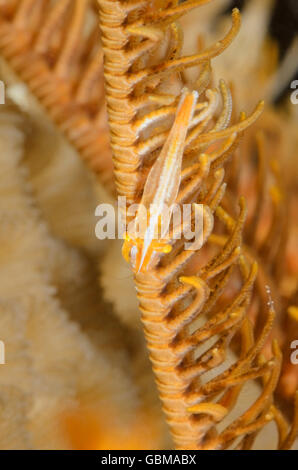 Commensali crinoide gamberetti, Periclimenes commensalis, Ambon, Maluku, Indonesia, Pacific Foto Stock