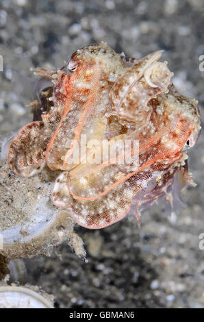 Seppie ad ago, Acanthosepion aculeatum, Ambon, Maluku, Indonesia, Pacifico Foto Stock