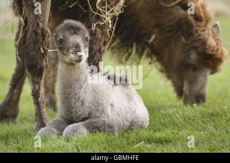 Appena nato Bactrian camel Foto Stock