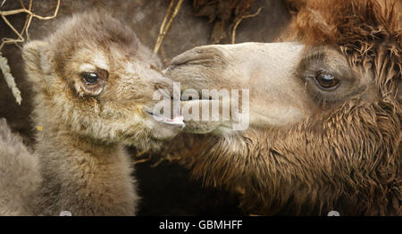 Appena nato Bactrian camel Foto Stock