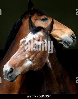 Ritirando i cavalli di polizia Vincent (a sinistra) e Ursula, presso il Metropolitan Police Mounted Branch Training Center, a Thames Ditton. Foto Stock