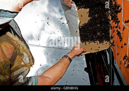 FOTO STANDALONE. I bee Keepers di Dublino John Killian e ben Myers si occupano di un alveare di api di miele che si è sviluppato sul lato di un ristorante indiano su Montague Street a Dublino questa sera. Foto Stock