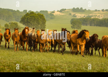 Mongolia Interna prairie cavallo Foto Stock