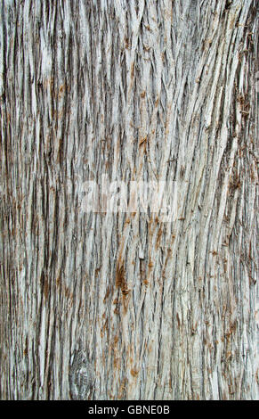 Texture della corteccia dell'albero Cupressus sempervirens Foto Stock