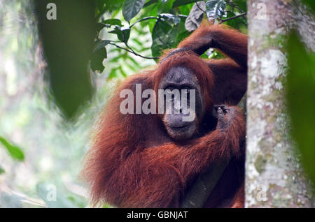 Una femmina adulta (orangutan Pongo abelii) si siede su un ramo, Gunung Leuser National Park, Sumatra, Indonesia Foto Stock