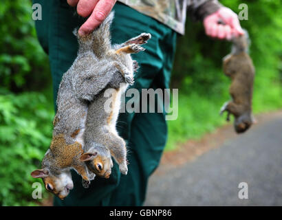 Il guardiano Paul Parker della Red Squirrel Protection Partnership rimuove uno scoiattolo grigio morto da una delle sue numerose trappole in Riding Mill Northumberland, dove ha catturato e ucciso oltre 22,000 in due anni, per cercare di alleviare lo scoiattolo rosso di nuovo in queste aree. Foto Stock