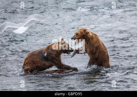 Gli orsi grizzly per la pesca del salmone Foto Stock