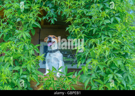 Cane sorridente sul treehouse. L'estate! Foto Stock