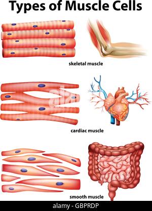 Diagramma che mostra i tipi di cellule muscolari illustrazione Illustrazione Vettoriale