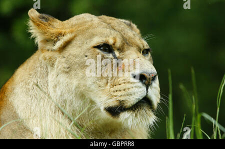 Knowsley Safari Park. Una Lionessa al Knowsley Safari Park. Foto Stock