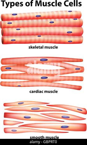 Diagramma che mostra i tipi di cellule muscolari illustrazione Illustrazione Vettoriale