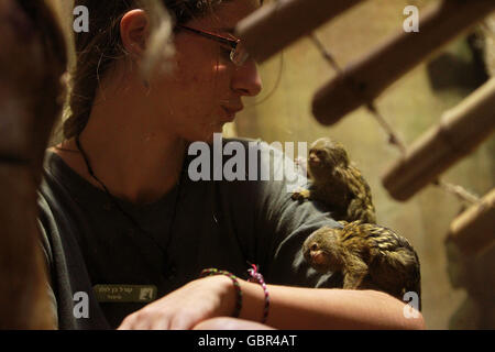 Gerusalemme. 7 Luglio, 2016. Lo zoo di israeliano lavoratore alimenta il pigmeo scimmie marmoset a Gerusalemme lo Zoo Biblico il 7 luglio 2016. Il pigmeo marmoset (Cebuella pygmaea) è un piccolo nuovo mondo nativo scimmia alle foreste pluviali della western Bacino Amazzonico in Sud America. È degno di nota per essere la più piccola scimmia e uno dei più piccoli primati nel mondo a poco più di 100 grammi (3,5 oz) (Madame Berthe il lemure del mouse è minore). © Gil Cohen Magen/Xinhua/Alamy Live News Foto Stock