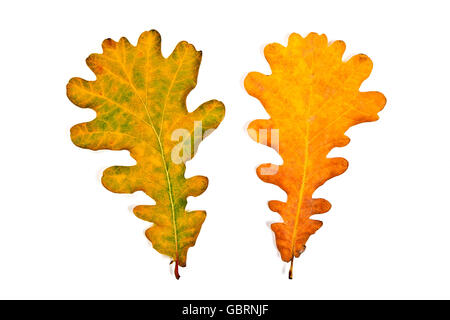 Foglie di autunno di quercia isolati su sfondo bianco. Con il tracciato di ritaglio. Foglie di autunno di quercia colorata di giallo, rosso Foto Stock