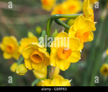 Jonquils luminoso giallo e arancione Close-up Foto Stock