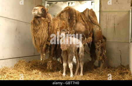 Baby cammello in arrivo inaspettato Foto Stock
