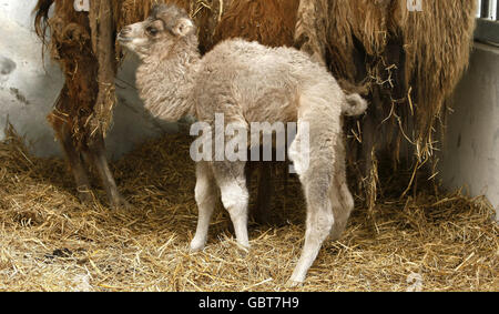 Baby cammello in arrivo inaspettato Foto Stock