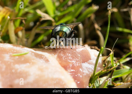 Marciume carne e verde bottiglia vola Foto Stock