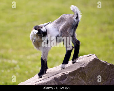 Kid (Capra aegagrus) su roccia Foto Stock