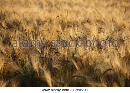 Un campo di mais di maturazione in Baviera, Germania Foto Stock