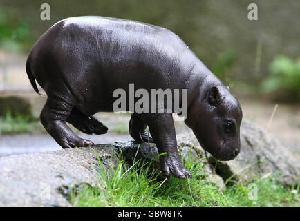 L'ippopotamo del bambino ha introdotto al pubblico. Un bambino Pygmy Hippopotamus, Leishan (che il nome significa 'regalo' in Africa Occidentale) allo Zoo di Edinburgo, Scozia. Foto Stock