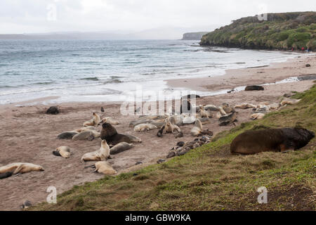 Hooker di leoni di mare a Enderby Island, isole di Auckland, Nuova Zelanda Foto Stock