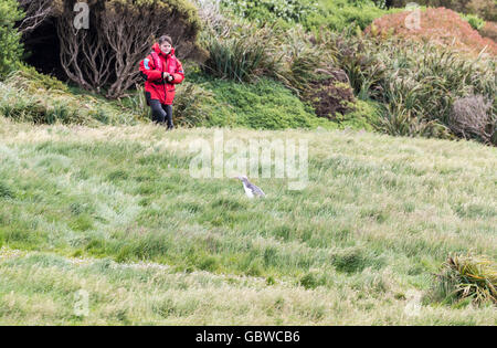 Giovani femmine Expedition nave passeggeri osservando un giallo eyed penguin, Enderby Island, isole di Auckland, Nuova Zelanda Foto Stock