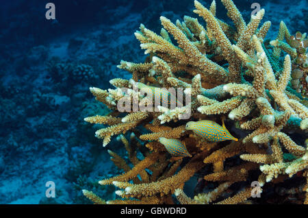 Tre longnose filefish, Oxymonacanthus longirostris, in una Acropora sp. coral, Maldive, Oceano Indiano Foto Stock