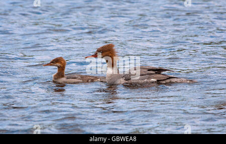 Femmina di smergo maggiore e chick nuoto sul Loch Lomond, Scozia Foto Stock