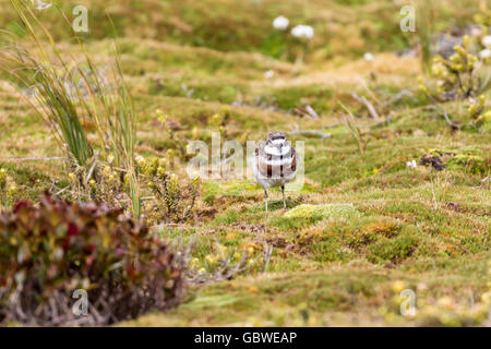 Isola di Auckland nastrare dotterel a Sandy Bay, Enderby Island, isole di Auckland, Nuova Zelanda sub-antartiche Foto Stock