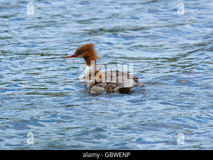 Femmina di smergo maggiore e chick nuoto sul Loch Lomond, Scozia Foto Stock