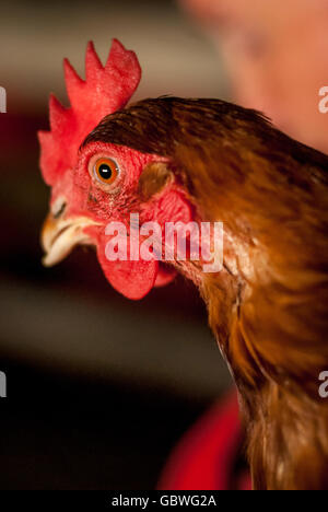 Ex le galline allevate in batteria in attesa di rientro in una fattoria in East Sussex. Foto Stock