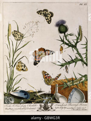 zoologia, immagine delle farfalle, da Moses Harris 'l'Aureliano: O, storia naturale degli insetti inglesi, vale a dire, falene e farfalle', Londra, 1766, stampa a colori, diritti aggiuntivi-clearences-non disponibile Foto Stock