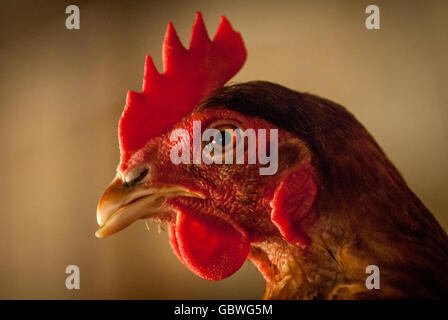 Ex le galline allevate in batteria in attesa di rientro in una fattoria in East Sussex. Foto Stock