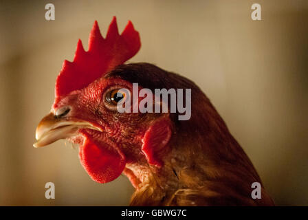 Ex le galline allevate in batteria in attesa di rientro in una fattoria in East Sussex. Foto Stock