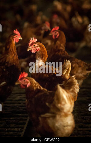 Ex le galline allevate in batteria in attesa di rientro in una fattoria in East Sussex. Foto Stock