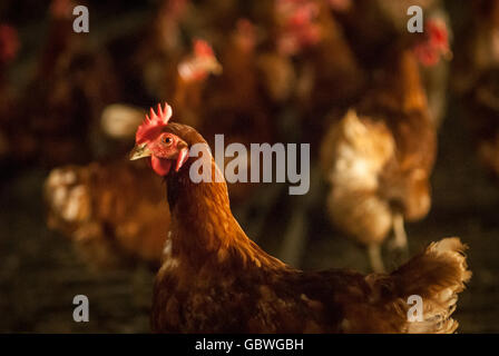 Ex le galline allevate in batteria in attesa di rientro in una fattoria in East Sussex. Foto Stock