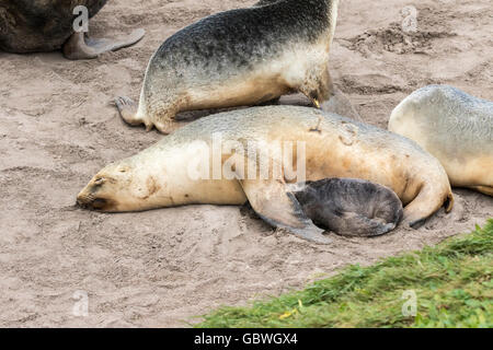 Femmina Hooker il Sea Lion e pup in appoggio a Sandy Bay, Enderby Island, isole di Auckland, Nuova Zelanda sub-antartiche Foto Stock