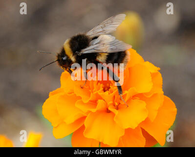 Bombus terrestris, Buff-tailed bumblebee o terra di grandi dimensioni a Bumblebee, è una delle più numerose bumblebee specie in Europa. Foto Stock