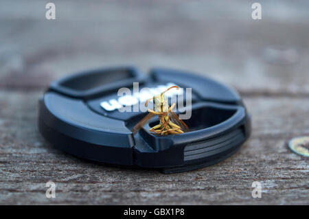 Wasp su una cappa di Nikon Foto Stock