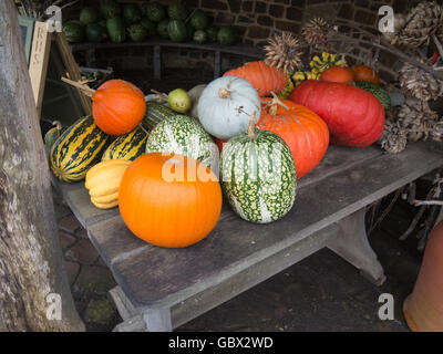 Visualizzazione di zucche invernali, spremute e Pumpinks della frutta e della verdura giardino in inverno a RHS Rosemoor, Devon, Inghilterra, Regno Unito Foto Stock