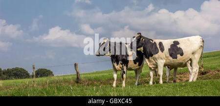 Panorama di due olandesi in bianco e nero di mucche Foto Stock