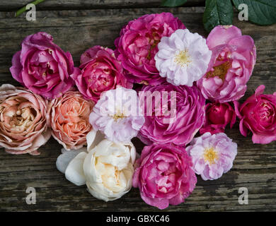 Le rose tutti i pacchetti fino Foto Stock