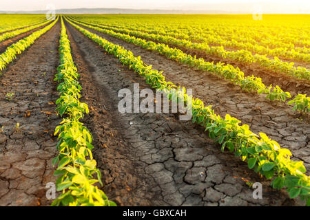 Campo di soia la maturazione alla stagione primaverile, il paesaggio agricolo Foto Stock