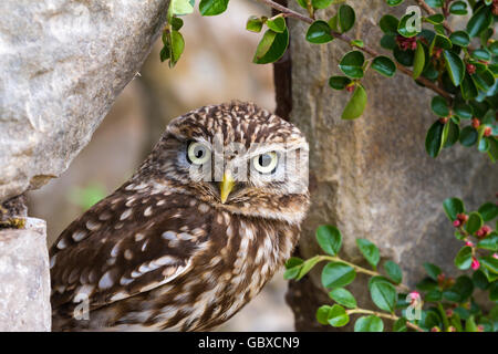 Piccolo gufo, uccello da preda, Athena noctua Foto Stock