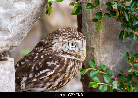 Piccolo gufo, uccello da preda, Athena noctua Foto Stock