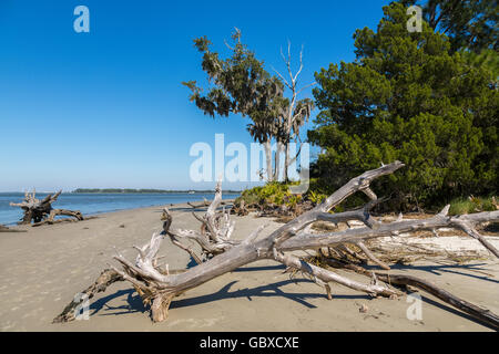 Gli alberi morti sul Driftwood beach, Jekyll Island, GA, Stati Uniti d'America Foto Stock